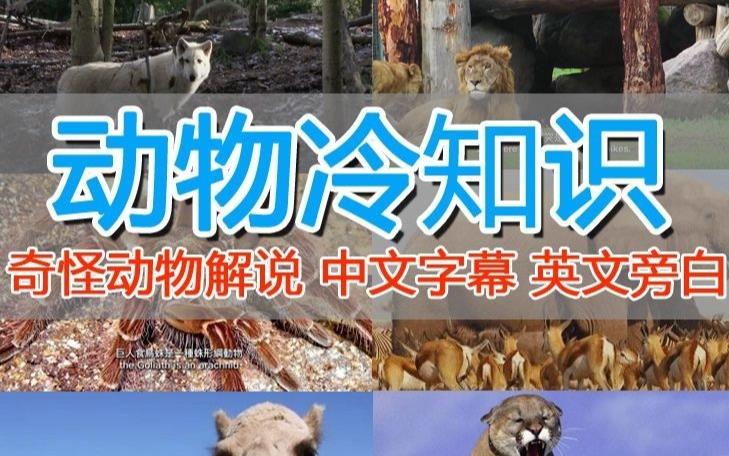 外面卖1699的国外纪录片解说（动物解说、美食、动画片）稳过中视频- 副业 - 兼职-冷颜学社